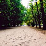 Tree-lined path in a park