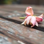 Wilted pink flower on wooden table