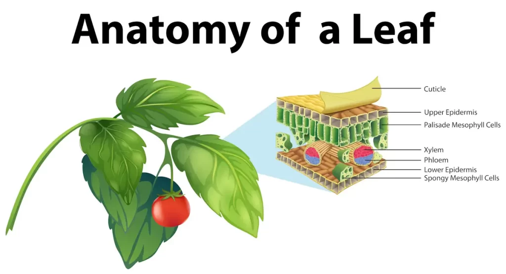Leaf anatomy diagram with labels