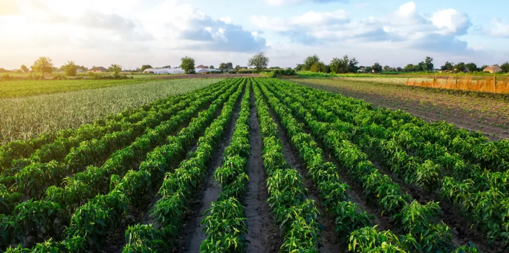 Green agricultural field under a sunny sky.